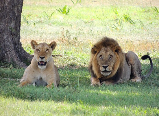 Африканские львы поспособствовали в раскрытии причин заразности зевоты